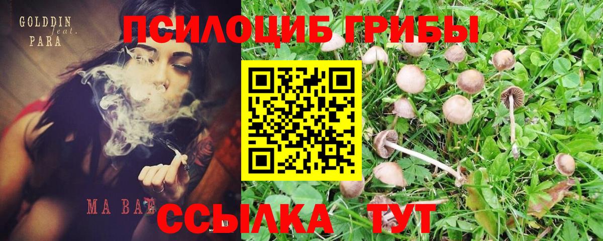 Кингисепп  Псилоцибиновые грибы MAGIC MUSHROOMS  Вход с VPN 
